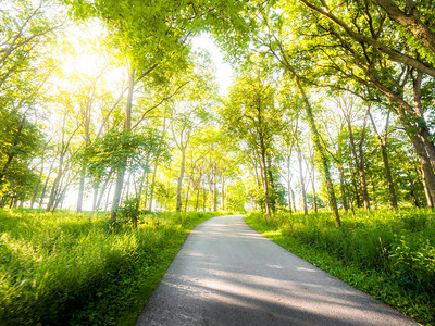 一条铺好的小路穿过树林或森林中间的华丽自然背景图像图片