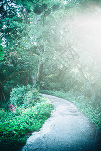 在绿树成荫的绿色森林中的路径与反射光的眩光补丁在夏日复制空间自然背景图片