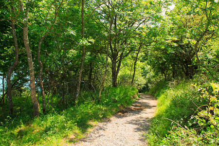 夏日穿过绿色森林的乡村公路图片