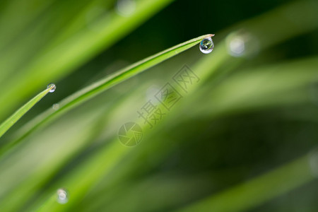 新鲜绿草和露水滴宏观照片与b图片