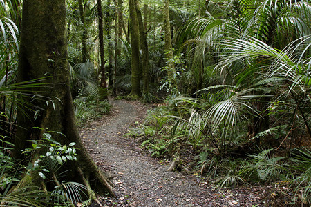 新西兰热带森林图片