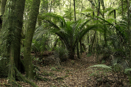 热带丛林中的树木和蕨类植物图片