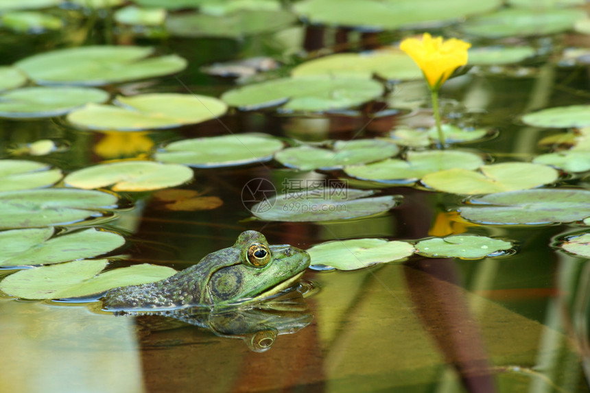 绿色公牛蛙在池塘图片