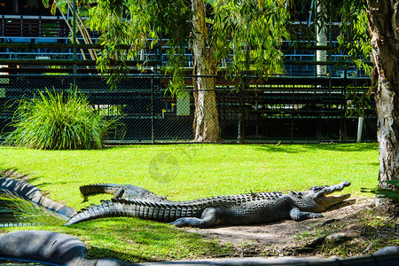 鳄鱼在澳大利亚动物园的表演之间休息图片