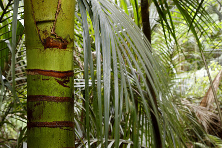 热带森林中茂盛的绿叶图片