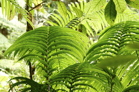 热带丛林中茂盛的绿叶图片