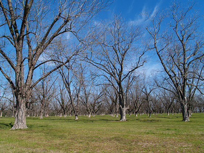 核桃林冬季在南乔治亚州托马斯县的P背景
