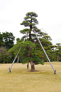 日本东京用电线杆支撑的老松树图片