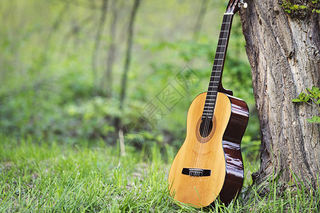 古典吉他靠在公园的树上背景图片