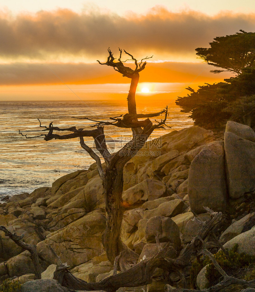 在Lobos角附近浪漫的日出石滩上树干枯图片