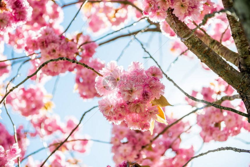 樱花树枝上粉红色花朵的低视角图片