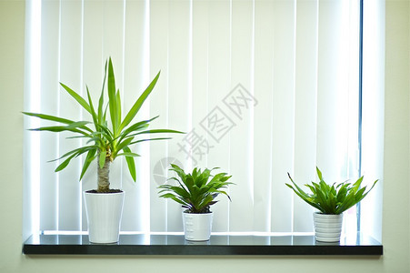 窗户装饰植物办公室橱窗背景图片