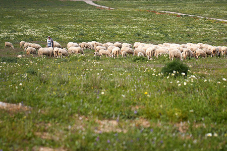 牧羊人与牧羊群在草原图片