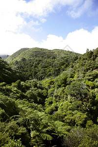 新西兰森林和图片
