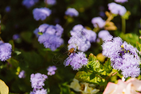 蜜蜂对绣球花的选择聚焦图片