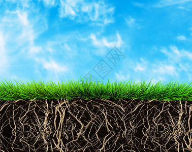 草根和土壤图片