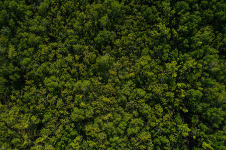 空中无人驾驶飞机对森林图片
