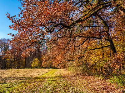 秋天的风景秋天的颜色有树木和灌木图片