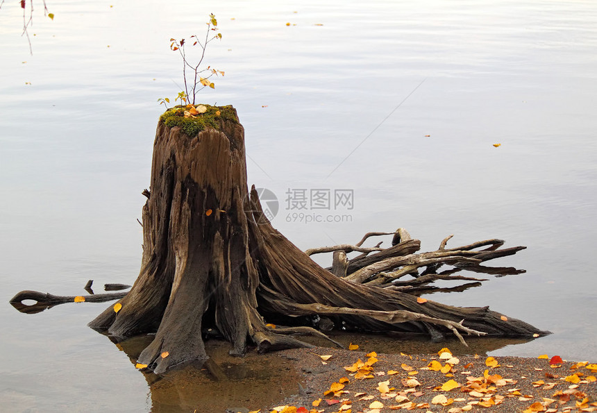 水里有新的旧木板树桩俄图片