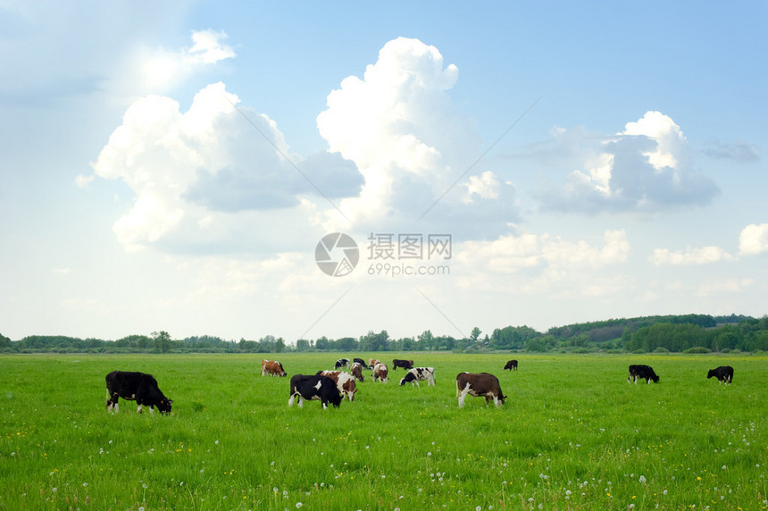 牛在绿草地上牛在夏图片