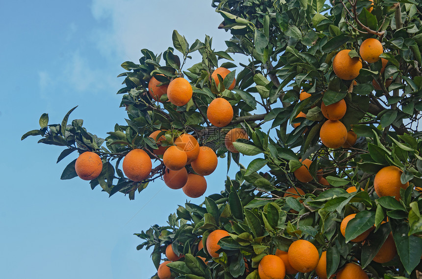 有成熟橙子的树枝图片