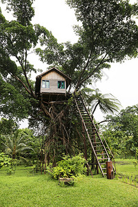 树屋瓦努阿图高清图片