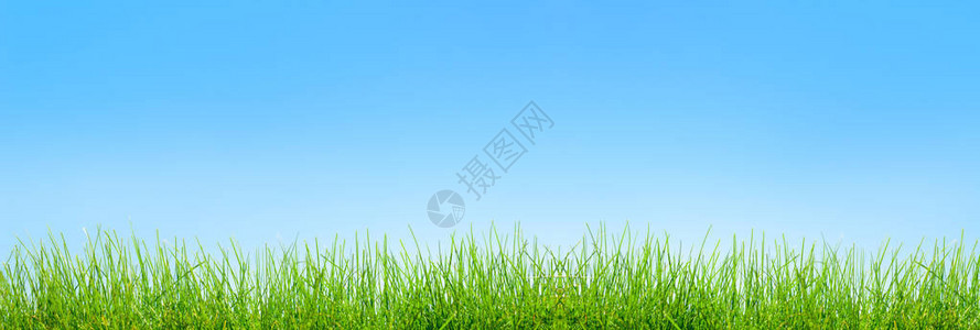 天空上的春天绿草背景图片