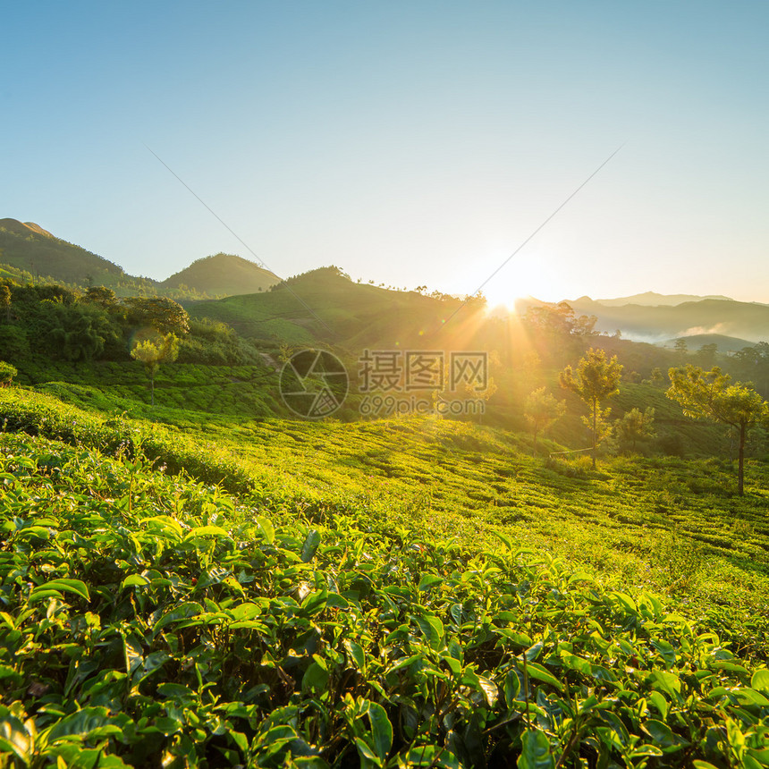 印度喀拉邦Munnar茶图片