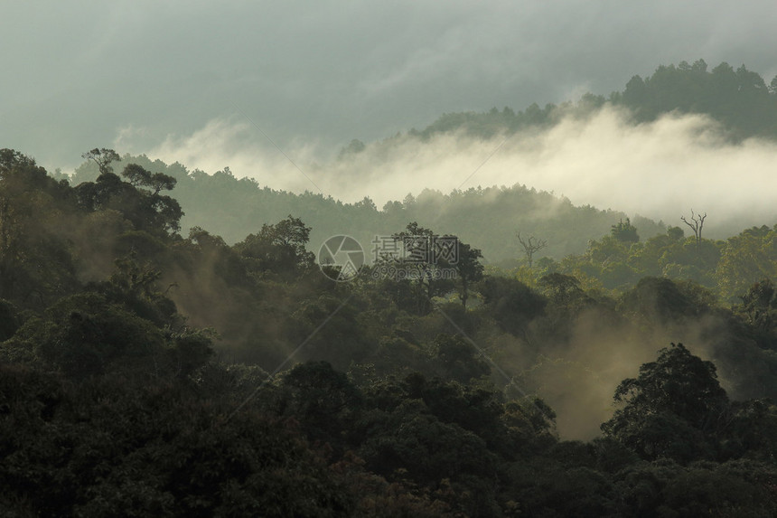 丛林森和山与雾在大自然中图片