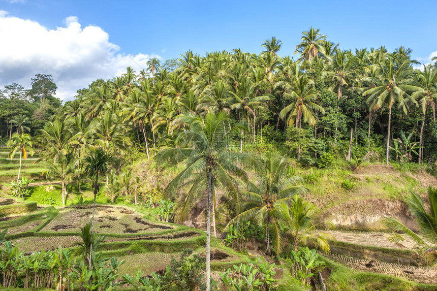 亚洲巴厘岛热带森林棕榈林椰子种植图片