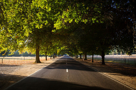 秋天清晨著名的进入Bright入口在澳洲维多利亚的阿尔图片