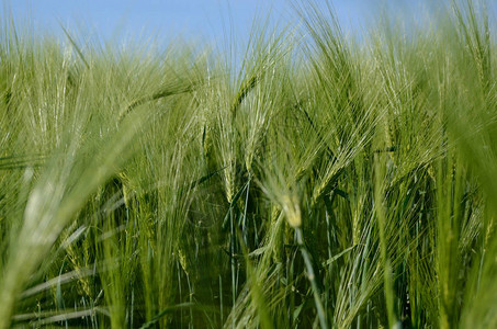 农地上的绿色大麦工厂夏季背景图片