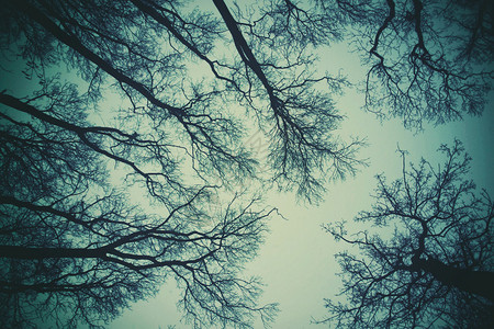 天空背景上的树木和树枝剪影图片