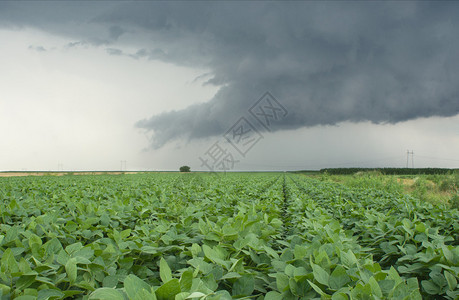 暴风雨前的大豆田行图片