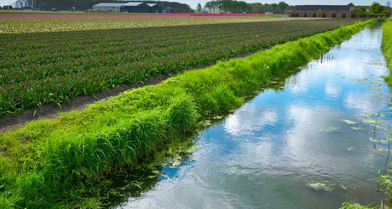 荷兰图利普斯田间灌溉运河位于高清图片