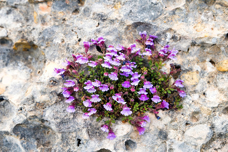 小紫罗兰花在岩石的裂缝中生长背景图片