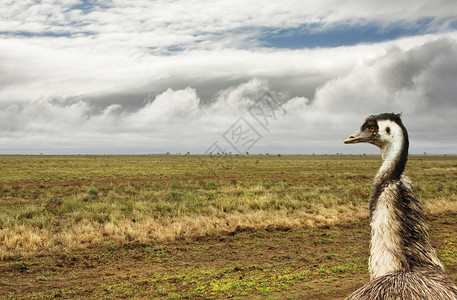 小雨后干旱的澳大利亚内陆图片