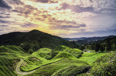 马来西亚卡梅伦高地茶叶种植园的美丽日出风景自然构成图片