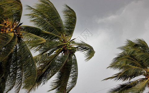 在暴风雨或飓风前随风飘扬的椰子树图片