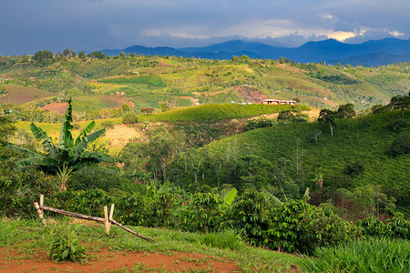 哥伦布的青山美洲的拉金棕榈树和咖啡背景图片