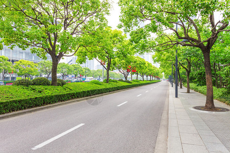 现代城市中的树木装饰道路图片