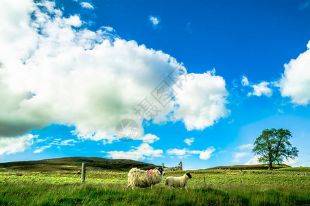 在苏格兰高地看Ladndscape与shepps背景图片