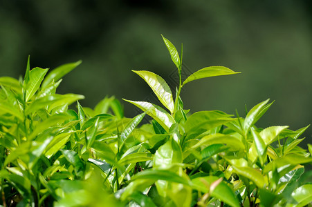 茶芽和叶子茶园斯里兰卡图片