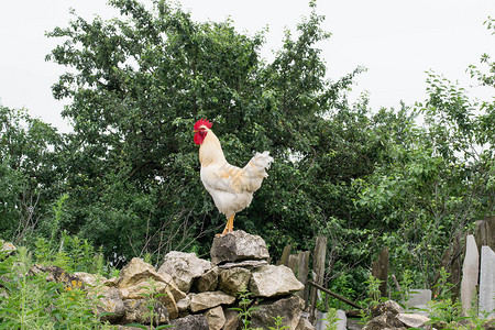 在农村地貌背景的岩石堆上美丽的白公鸡有选择背景图片