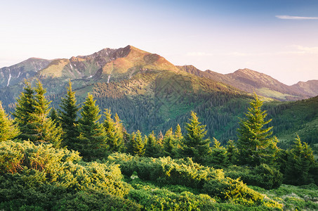 有森林的山丘黎明夏日风景喀尔巴阡山脉图片