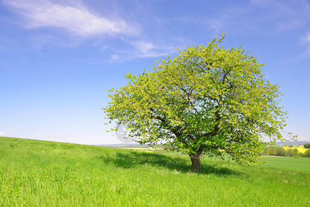 夏季景观与草地上的树图片