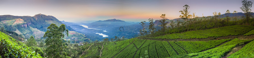 斯里兰卡绿色茶叶绿图片