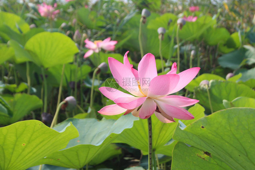 粉红色的莲花和莲花植物图片