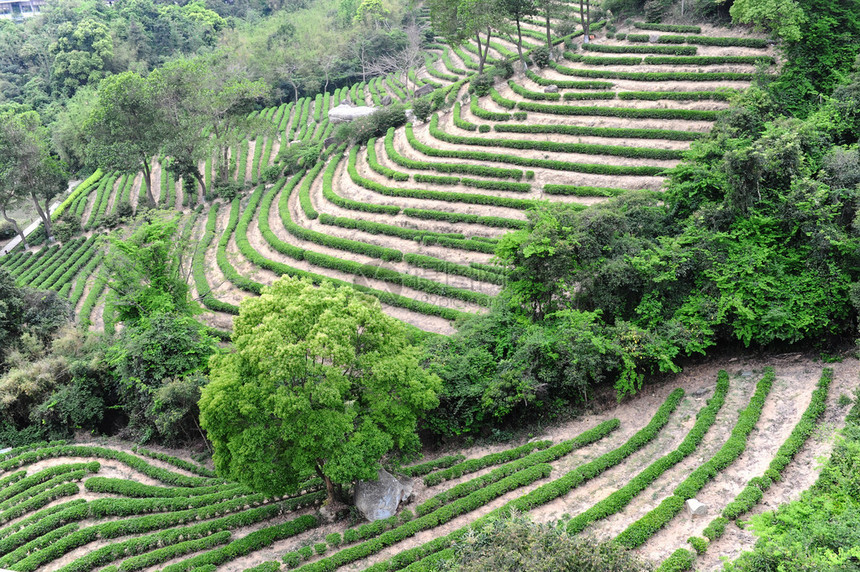 绿茶园小山图片