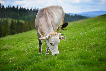 在山牧场放牧的奶牛夏日图片
